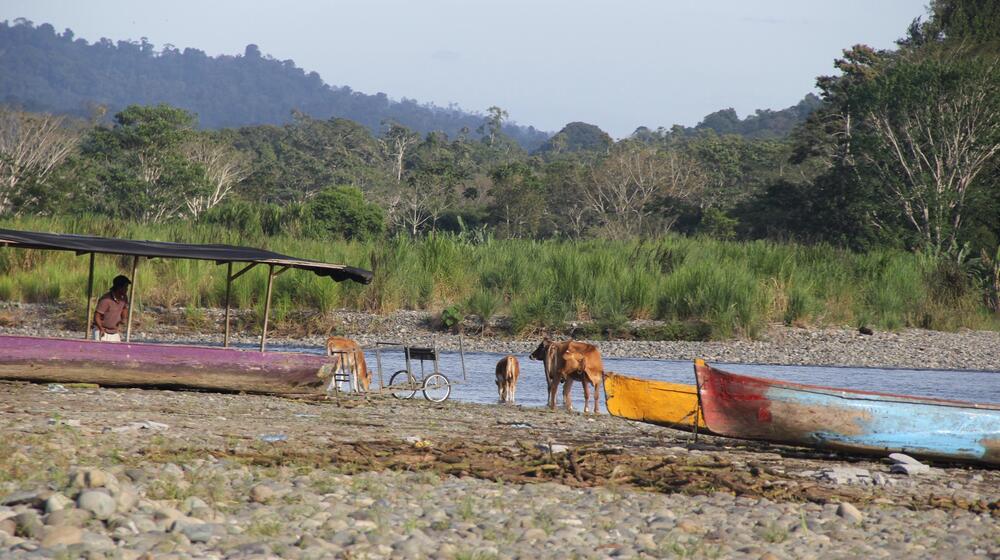 Livestock drink water from a river.