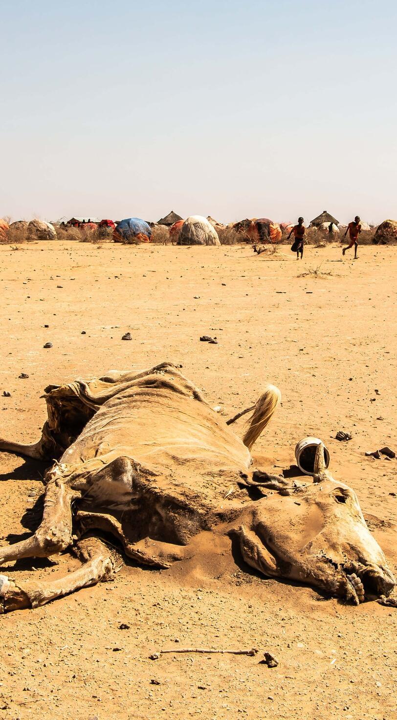 The remains of an animal in a desert.